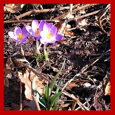 Autumn flowers n twigs 1